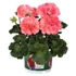 Kép 2/2 - Pelargonium Interspecific 'Big Eeze Watermelon' - hibrid muskátli - CS12