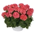 Kép 1/2 - Pelargonium Interspecific 'Big Eeze Watermelon' - hibrid muskátli - CS12