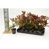 Kép 1/2 - Photinia fraseri 'Red Robin' - korallberkenye - CS9