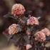 Kép 1/2 - Physocarpus opulifolius 'Fireside' - bangitalevelű hólyagvessző - CS9