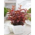 Kép 1/2 - Physocarpus opulifolius 'Little Angel' - bangitalevelű hólyagvessző - CS9