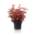 Kép 2/2 - Physocarpus opulifolius 'Little Angel' - bangitalevelű hólyagvessző - CS9