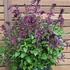 Kép 2/2 - Salvia hybrida 'Love and Wishes' - zsálya - CS14