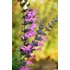 Kép 2/2 - Salvia hybrida 'Pink Amistad' - zsálya - CS14