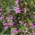 Kép 1/2 - Salvia hybrida 'Pink Amistad' - zsálya - CS14