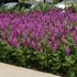 Kép 2/2 - Salvia nemorosa 'Marvel Rose' - ligeti zsálya - CS12