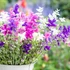 Kép 1/2 - Salvia viridis 'Sagitta Formula mix' - egynyári tarkalevelű zsálya - CS14