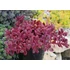 Kép 2/2 - Sedum cauticola 'Sunsparkler Wildfire'– varjúháj - CS12