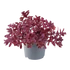 Kép 1/2 - Sedum cauticola 'Sunsparkler Wildfire'– varjúháj - CS12