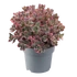 Kép 1/3 - Sedum cauticola 'Sunsparkler Dream Dazzler' – varjúháj - CS12