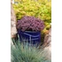 Kép 2/3 - Sedum cauticola 'Sunsparkler Dream Dazzler' – varjúháj - CS12