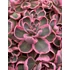 Kép 3/3 - Sedum cauticola 'Sunsparkler Dream Dazzler' – varjúháj - CS12