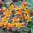 Kép 2/2 - Sedum kamtschaticum 'Variegatum' – kamcsatkai varjúháj - CS12