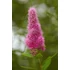 Kép 2/2 - Spiraea billardii - gyöngyvessző - CS9