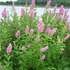 Kép 1/2 - Spiraea billardii - gyöngyvessző - CS9