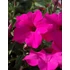 Kép 2/2 - Petunia surfinia 'Sumo Rose' - petúnia - CS12