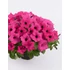 Kép 1/2 - Petunia surfinia 'Sumo Rose' - petúnia - CS12