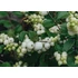 Kép 1/3 - Symphoricarpos doorenbosii 'Galaxy' - hóbogyó - CS17