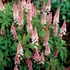 Kép 1/2 - Heucherella tiarelloides 'Pink Sky Rocket' - turbáncső - CS12