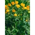 Kép 2/2 - Trollius chinensis 'Golden Queen' - kínai zergeboglár - CS12