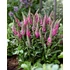 Kép 2/2 - Veronica spicata 'Candela Pink' - macskafarkú veronika - CS11
