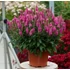 Kép 1/2 - Veronica spicata 'Candela Pink' - macskafarkú veronika - CS11