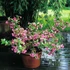 Kép 2/2 - Weigela florida 'Minuet' - rózsalonc - CS17