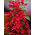 Kép 1/2 - Weigela florida 'Red Prince' - rózsalonc - CS17