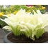 Kép 1/2 - Hosta 'White Feather' - árnyékliliom - CS11