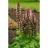 Kép 1/2 - Acanthus mollis 'Morning's Candle' - medveköröm - CS14