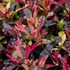 Kép 2/2 - Alternanthera bettzickiana 'Ariba Deep Red' - papagájlevél - CS12