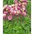 Kép 1/2 - Aquilegia vulgaris 'Winky Double Red & White' - harangláb - CS12