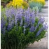 Kép 1/2 - Baptisia 'Indigo Sky' - ámbrásfürt, álindigó - CS14