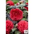 Kép 1/3 - Camellia japonica 'Femme Fetale' - kamélia - CS14