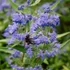 Kép 1/2 - Caryopteris clandonensis 'Heavenly Blue' - kékszakáll - CS17