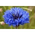 Kép 2/2 - Centaurea cianus 'Goliath Blue' – búzavirág - CS14