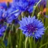 Kép 1/2 - Centaurea cianus 'Goliath Blue' – búzavirág - CS14