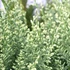 Kép 2/2 - Chamaecyparis lawsoniana 'White Spot' - hamisciprus - CS15