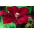 Kép 1/3 - Clematis 'Rouge Cardinal' - klematisz, iszalag - CS14