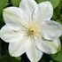 Kép 1/3 - Clematis 'Guernsey Cream' - klematisz, iszalag - CS15