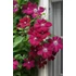 Kép 3/3 - Clematis 'Rouge Cardinal' - klematisz, iszalag - CS14