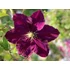 Kép 1/2 - Clematis 'Warszawska Nike' - klematisz, iszalag - CS14