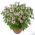 Kép 2/2 - Cleome hassleriana 'Kelly Pink' - Kleopátra tűje - CS14