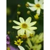 Kép 2/2 - Coreopsis verticillata 'Moonbeam' - menyecskeszem - CS11