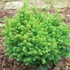 Kép 1/3 - Cryptomeria japonica 'Vilmoriniana' - japán ciprus - CS15