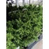 Kép 3/3 - Cryptomeria japonica 'Vilmoriniana' - japán ciprus - CS15