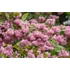 Kép 2/2 - Deutzia hybrida 'Tourbillon Rouge' - gyöngyvirágcserje - CS9