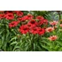 Kép 1/2 - Echinacea hybrida 'SunMagic Fantastic Scarlet' - kasvirág - CS14