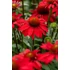 Kép 2/2 - Echinacea hybrida 'SunMagic Fantastic Scarlet' - kasvirág - CS14