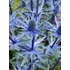 Kép 1/2 - Eryngium alpinum 'Alpinum' - alpesi iringó - CS14